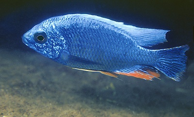 Protomelas sp. 'steveni taiwan' Higga Reef